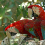 Ancient Andean parrot trade route stretched over 300 miles