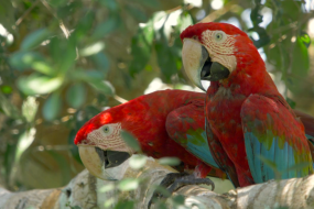 Ancient Andean parrot trade route stretched over 300 miles