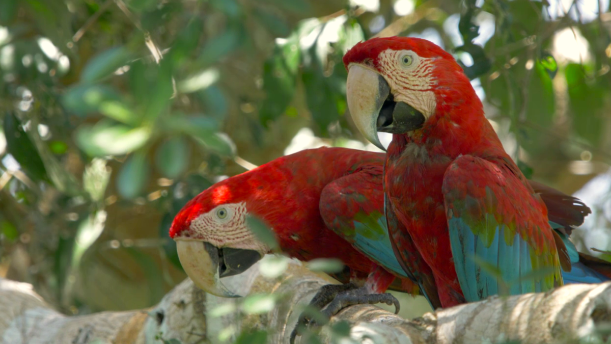 Ancient Andean parrot trade route stretched over 300 miles