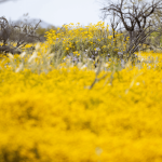 Weed that smells like paint thinner takes over Arizona缩略图 Weed that smells like paint thinner takes over Arizona