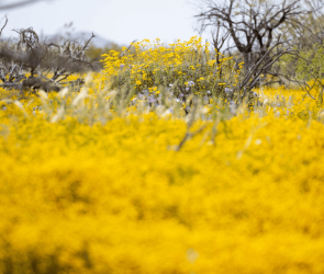 Weed that smells like paint thinner takes over Arizona