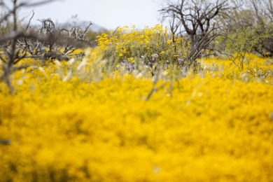 Weed that smells like paint thinner takes over Arizona