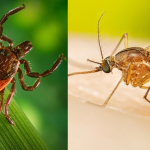 What a cold winter means for ticks and mosquitoes缩略图 What a cold winter means for ticks and mosquitoes