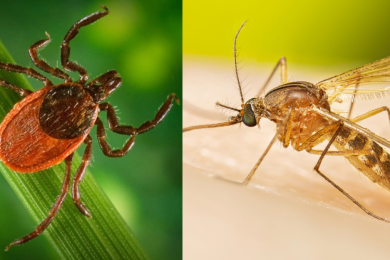 What a cold winter means for ticks and mosquitoes
