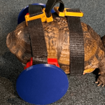 A 3D-printed wheelchair is helping this turtle walk again