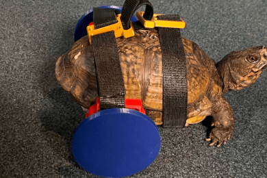 A 3D-printed wheelchair is helping this turtle walk again