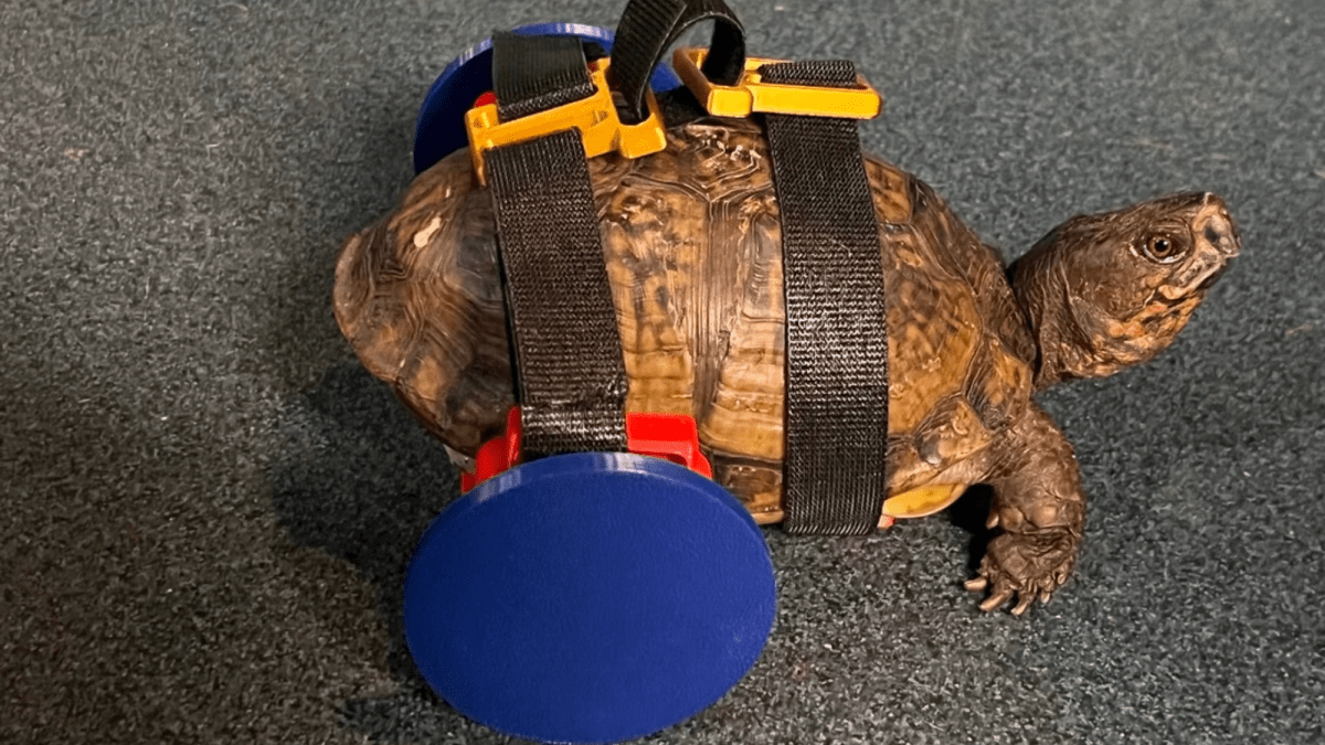 A 3D-printed wheelchair is helping this turtle walk again
