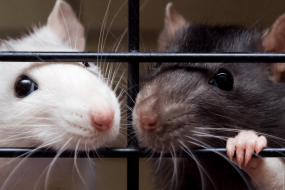 163 surrendered rats seek new homes in Massachusetts
