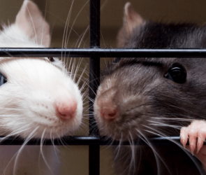 163 surrendered rats seek new homes in Massachusetts