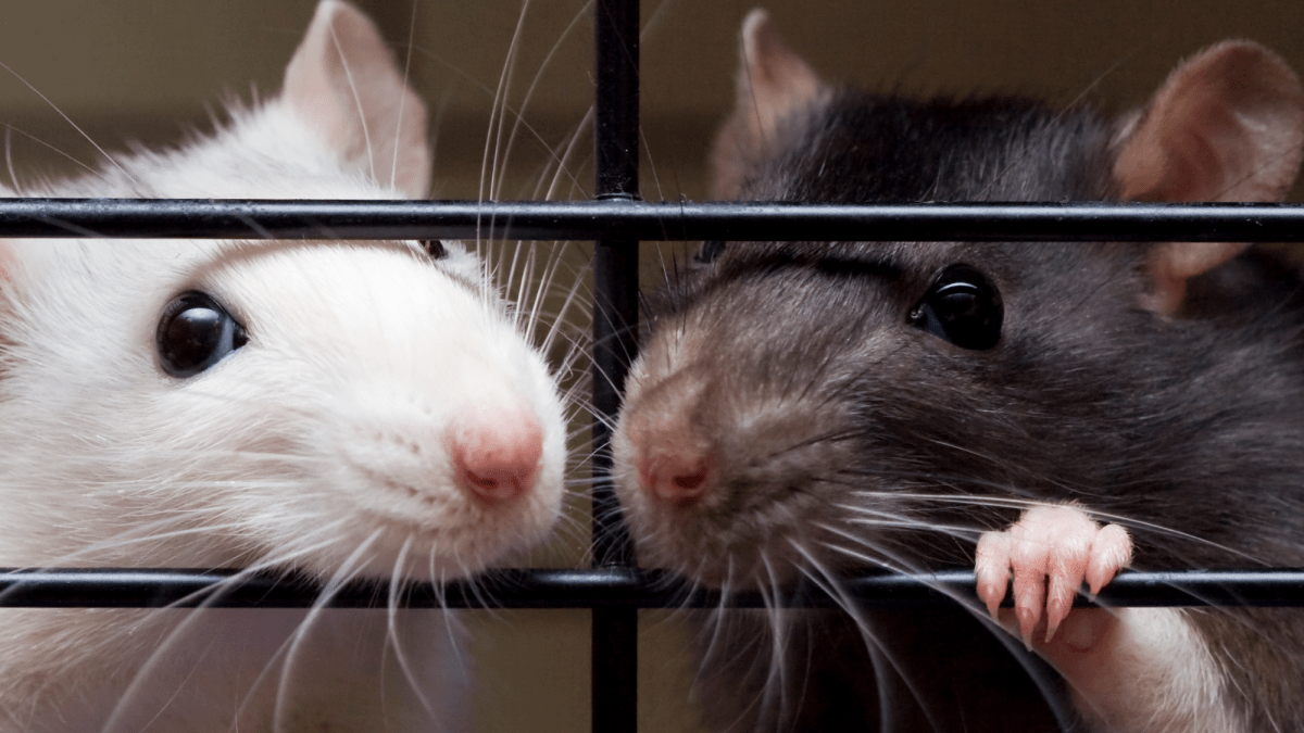 163 surrendered rats seek new homes in Massachusetts