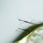 Do any bugs live in the ocean? Short answer: Not really.