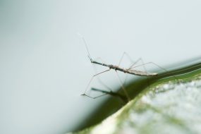 Do any bugs live in the ocean? Short answer: Not really.