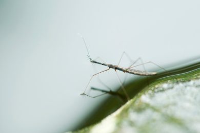 Do any bugs live in the ocean? Short answer: Not really.
