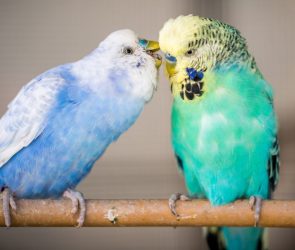 From chirps to 'hellos': Why some birds talk like people