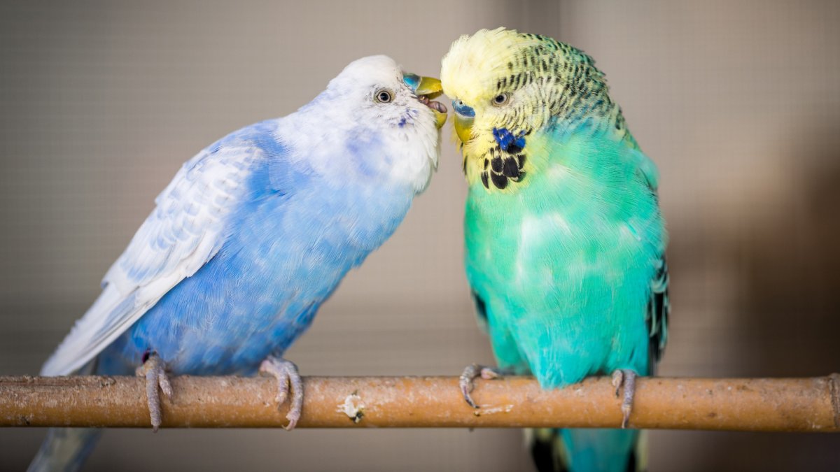 From chirps to 'hellos': Why some birds talk like people