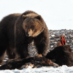 Yellowstone's first grizzly bear of 2026 emerges from his den