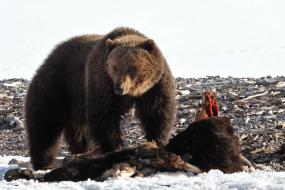 Yellowstone's first grizzly bear of 2026 emerges from his den